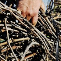 La Fòcara di Novoli/03