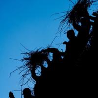 La Fòcara di Novoli/07